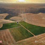 Baleia Wines Joins The Bancroft Portfolio