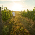 Welcoming Thaya to the Bancroft Wines Portfolio