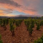 Introduction to Bodegas Javier San Pedro Ortega