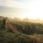 Wines of Austria