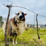 Welcoming Flint Vineyard to the Portfolio