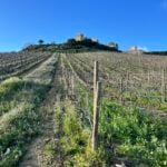 Welcoming Feudi del Pisciotto to the Portfolio