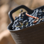 The Wine Merchant Magazine – Top 100 Wines 2025