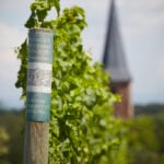 Weingut Reichsrat von Buhl Joins Bancroft