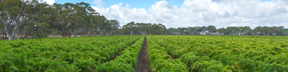 Heartland Wines