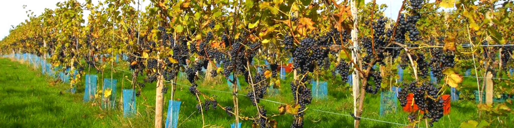 Sedlescombe Organic Vineyard Sedlescombe Organic Vineyard