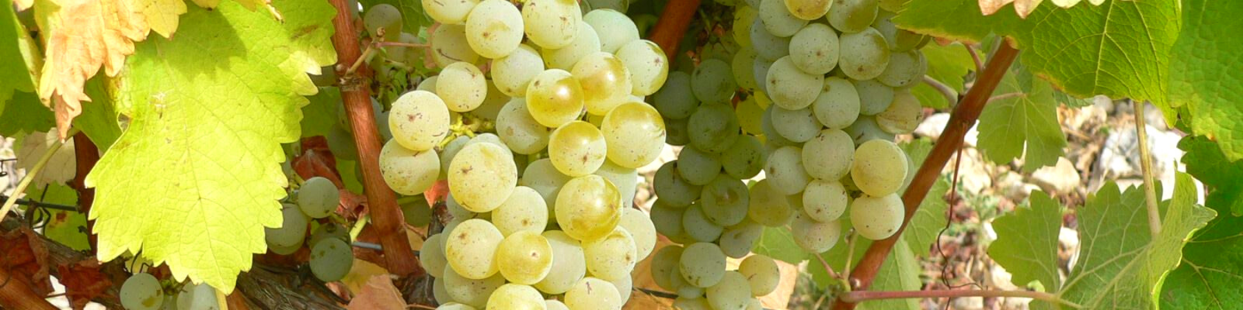Domaine Masson-Blondelet Domaine Masson-Blondelet