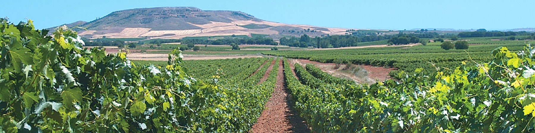 Viña Pedrosa