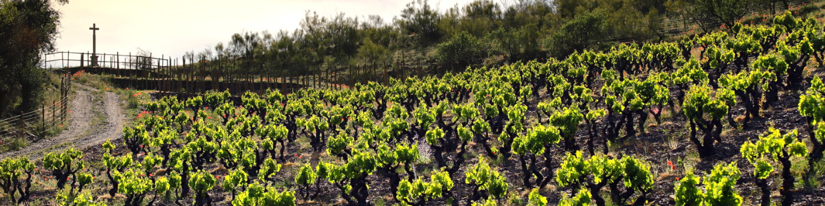 Bodegas Frontonio