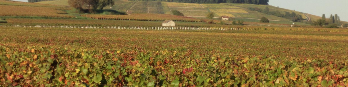 domaine antonin guyon (3) domaine antonin guyon (3)